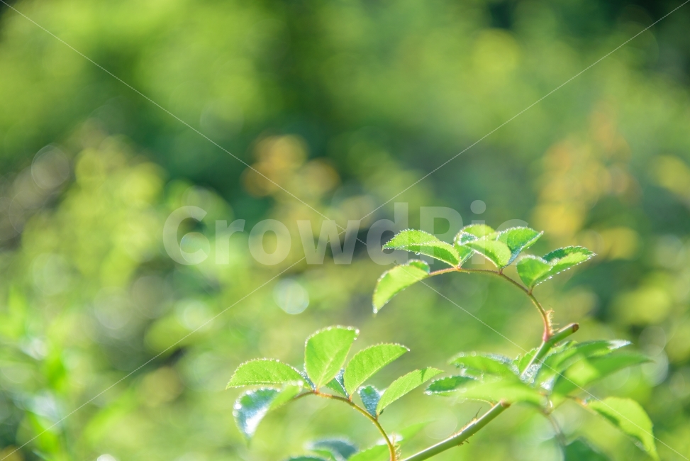 나뭇잎,물방울,백그라운드,사람없는이미지,풀잎,아침이슬,이슬,초록색,잎,신선한,상쾌한,싱그러운,녹색,초록,leaf,dew,background,fresh,green,숲,숲속,forest,휴식,힐링,rest,relaxation,healing,식물,자연,plants,nature,감성,sensible,feeling