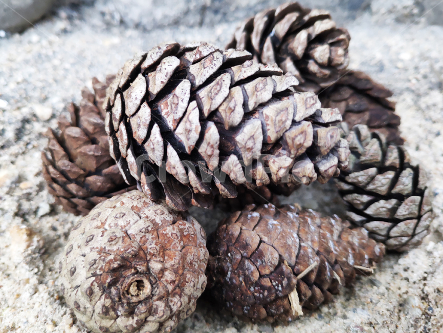 솔방울,pinecone,소나무,소나무열매,pinenuts,천연가습기,naturalhumidifier,가습기,자연,식물,나무,tree,natural,plant