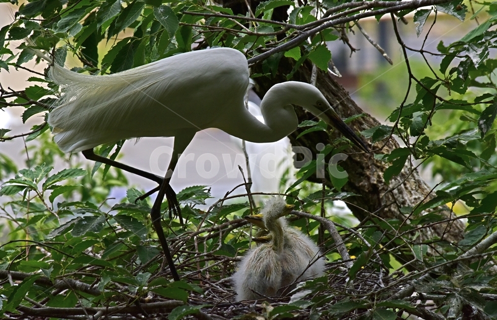 백로,egret,흰이슬,중대백로,여름새,철새,여름철새,외가리과,동물,animal,조류,새,birds