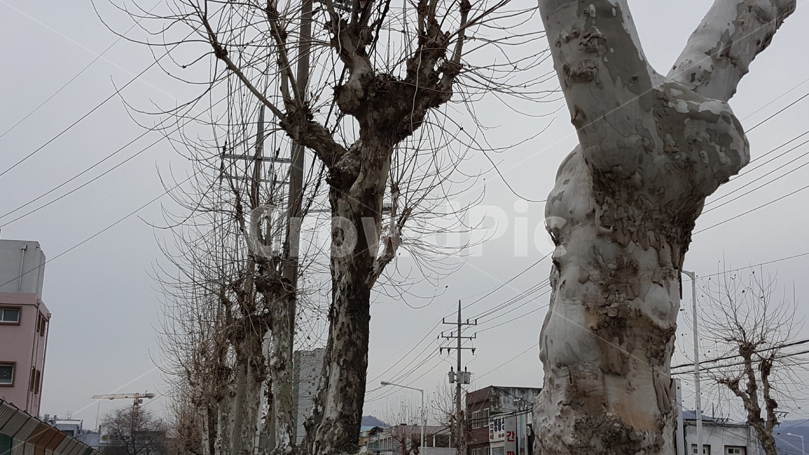 나무,거리,가로수,풍경,경치,길,겨울,계절,winter,season,식물,자연,plants,nature,나무,trees,wood