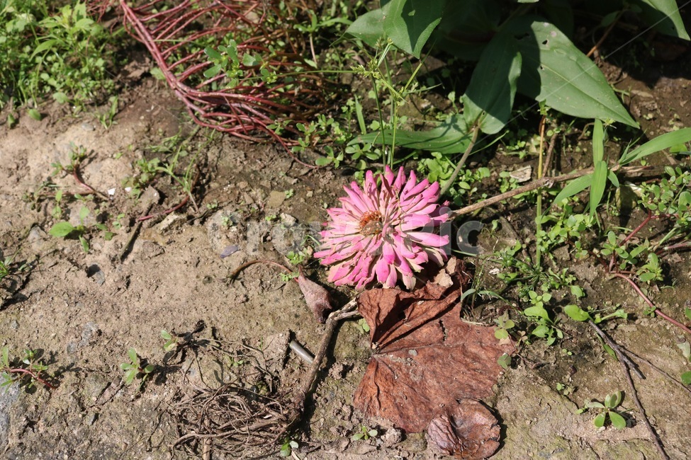 꽃,식물,자연,분홍,초록,쓸쓸,감성,flower,hana,plants,shokubutsu,nature,pink,pinku,green,midori,식물,자연,plants,nature,꽃,flower