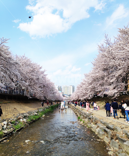 벚꽃,cherryblossom,꽃,봄,spring,식물,plant