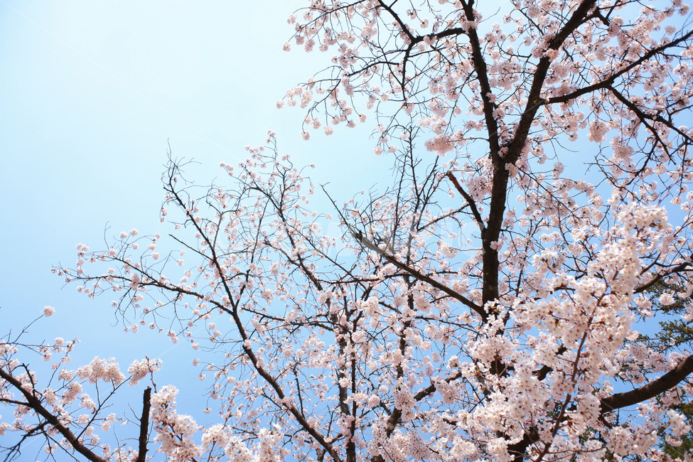 벚꽃,봄,봄꽃,봄풍경,자연,꽃,자연풍경,풍경,한국자연풍경,봄,계절,spring,season,plant,식물,blossom,flower,cherry blossom