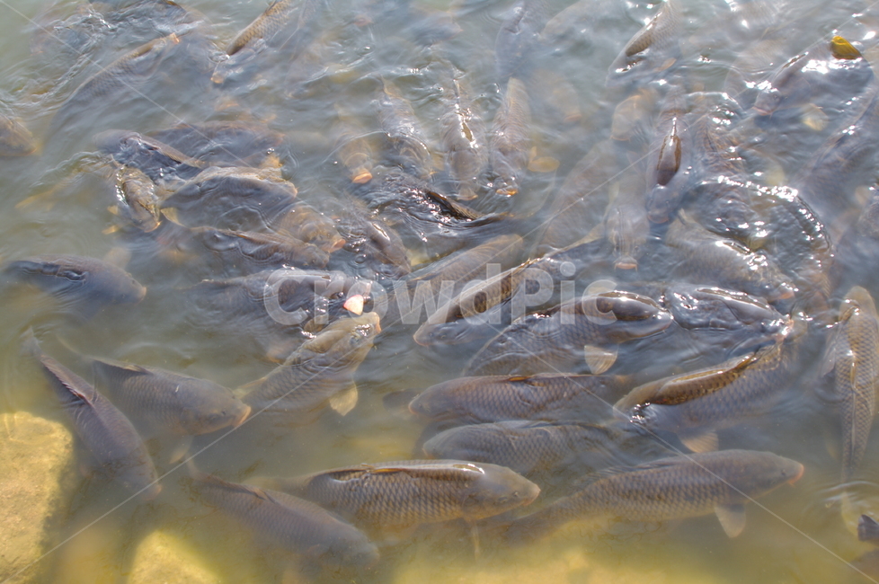 잉어,잉어떼,먹이,먹이다툼,물,물고기,생선,어류,물고기,fish