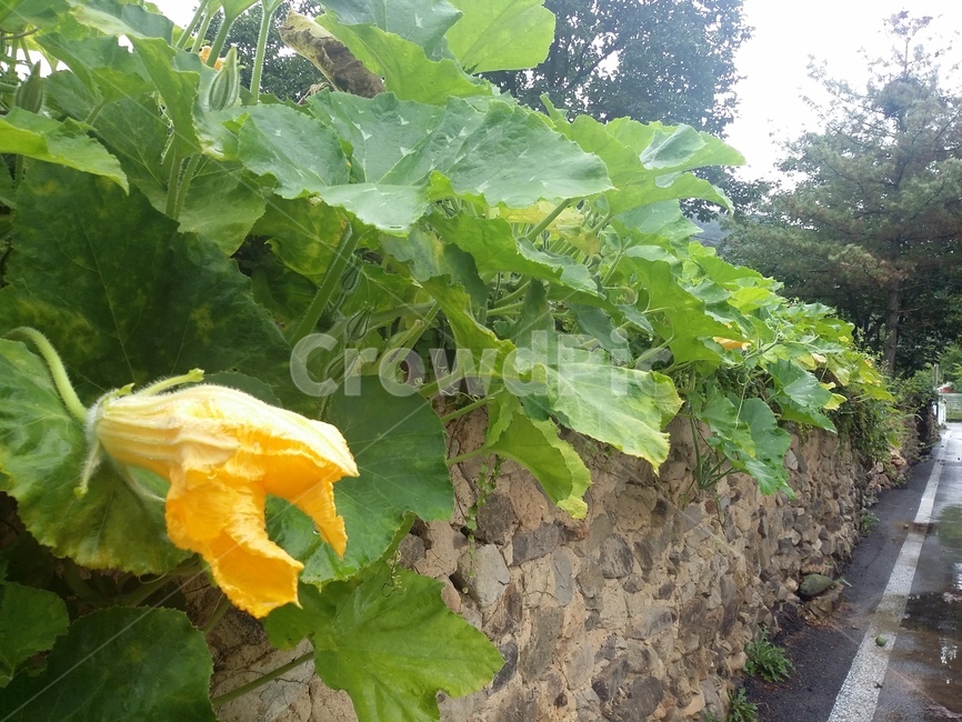 식물,plant,호박꽃,담,흙담,길,토담,식물,자연,plants,nature