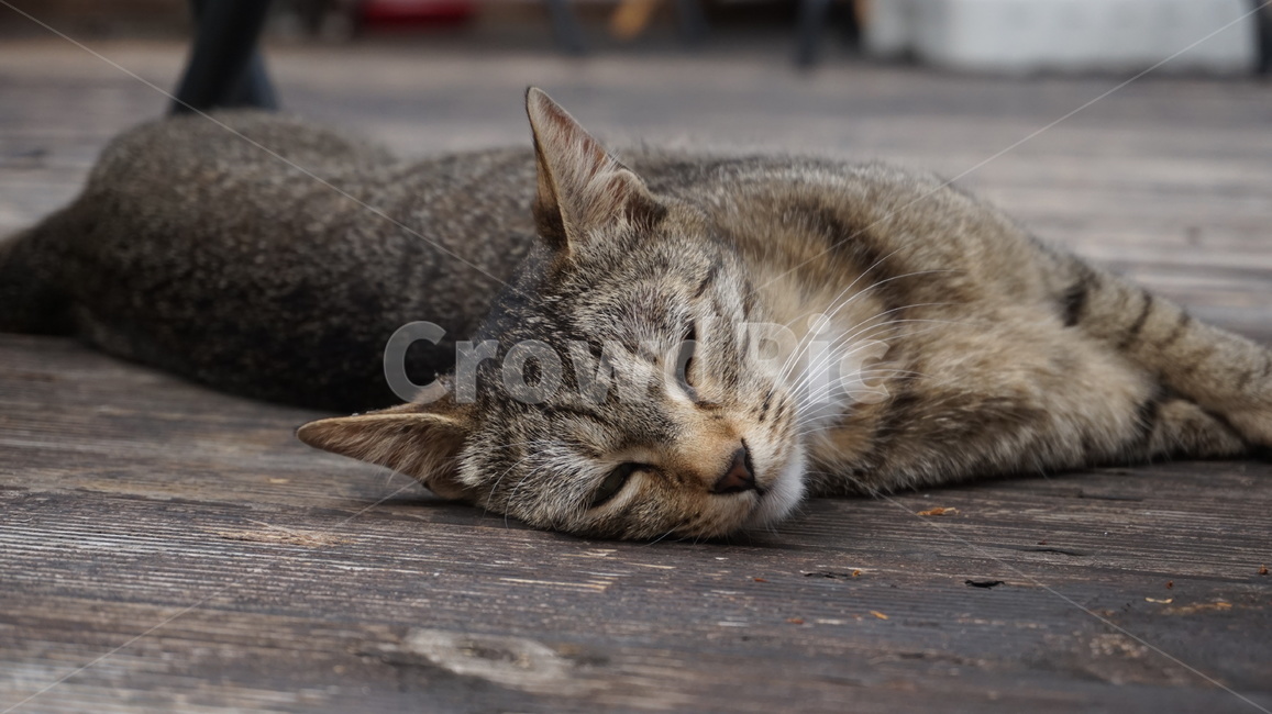 a look,cat,tired,sleepy,good,cute