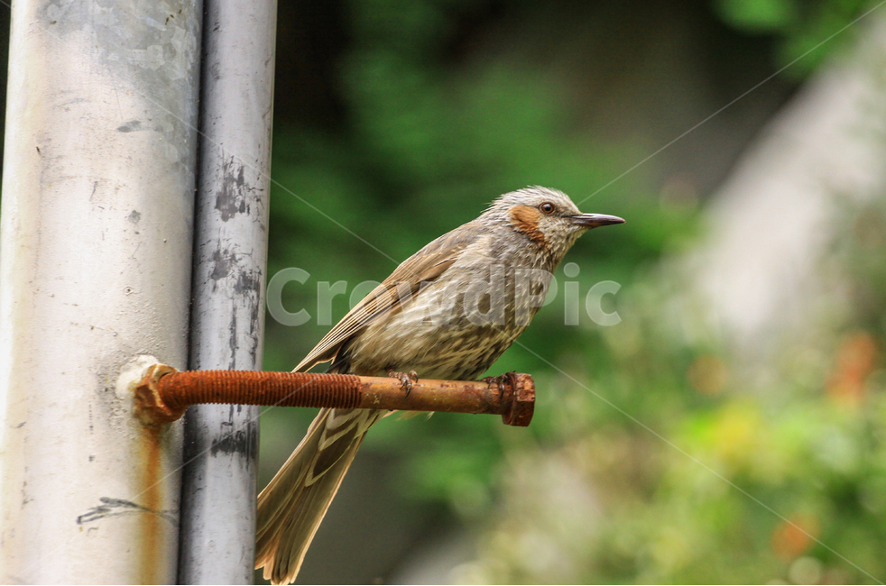 새,아웃포커싱,자연,산,동물,동물,animal,조류,새,birds