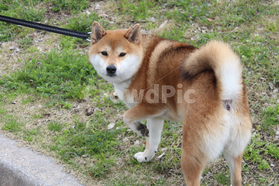 강아지,dog,시바견,shiba,산책,동물,animal,포유류,mammal,개,강아지,dog,doggy