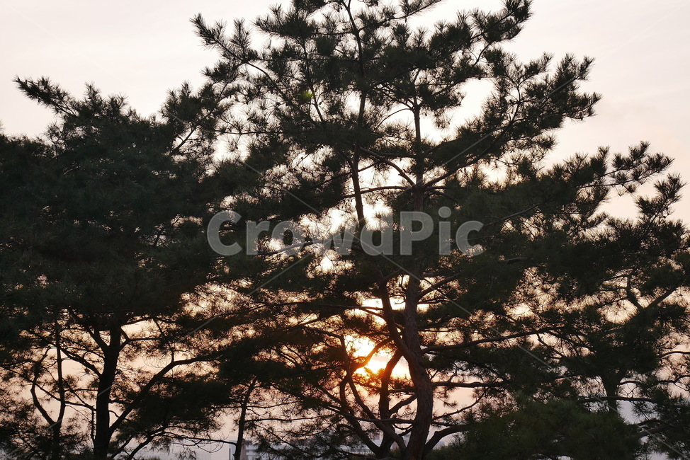낙산공원,소나무,노을,해,풍경,식물,자연,plants,nature,나무,trees,wood