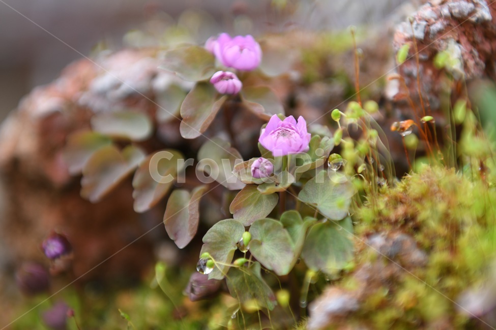 식물,꽃,감성사진,자연,flower,꽃사진,봄,봄꽃,계절,빗방울,비,감성,4월,spring,힐링,자연풍경,풍경,봄,계절,spring,season,식물,자연,plants,nature,꽃,flower,plant,geranium,제라늄,blossom