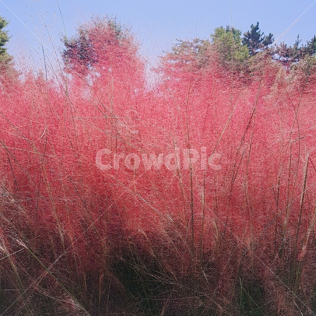 핑크뮬리,가을,핑크,나들이,포토