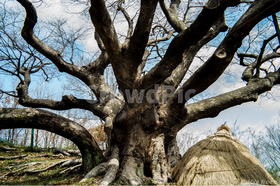 고목,나무,구도,자연,봄,식물,자연,plants,nature,나무,trees,wood