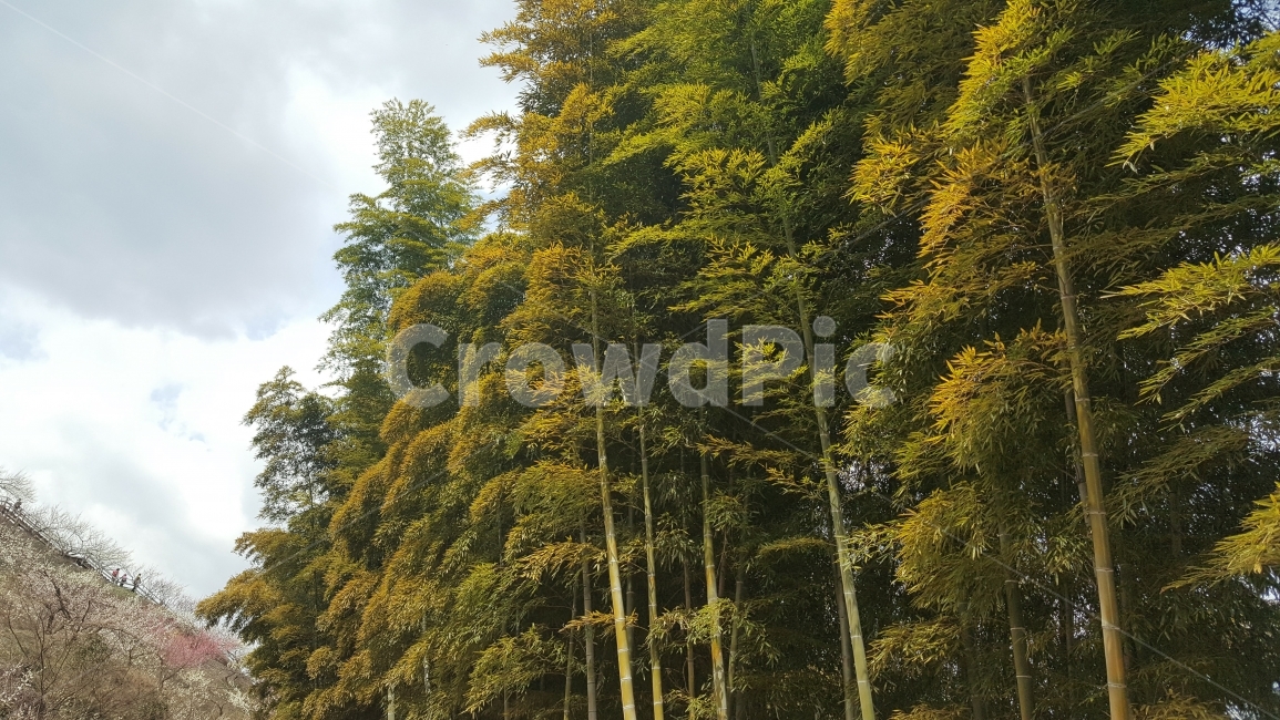 대나무숲,대나무,광양,매화마을,풍경,자연,풍경,nature,landscape,식물,plants,나무,trees,wood,tree,plant