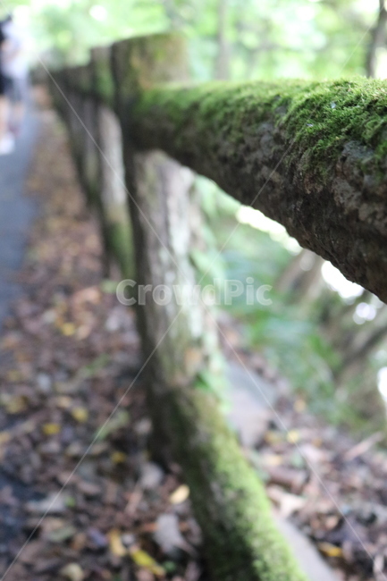 이끼울타리,오래된이끼,나무이끼,산책로,oldwoodfence,moss,mossfence,oldmoss