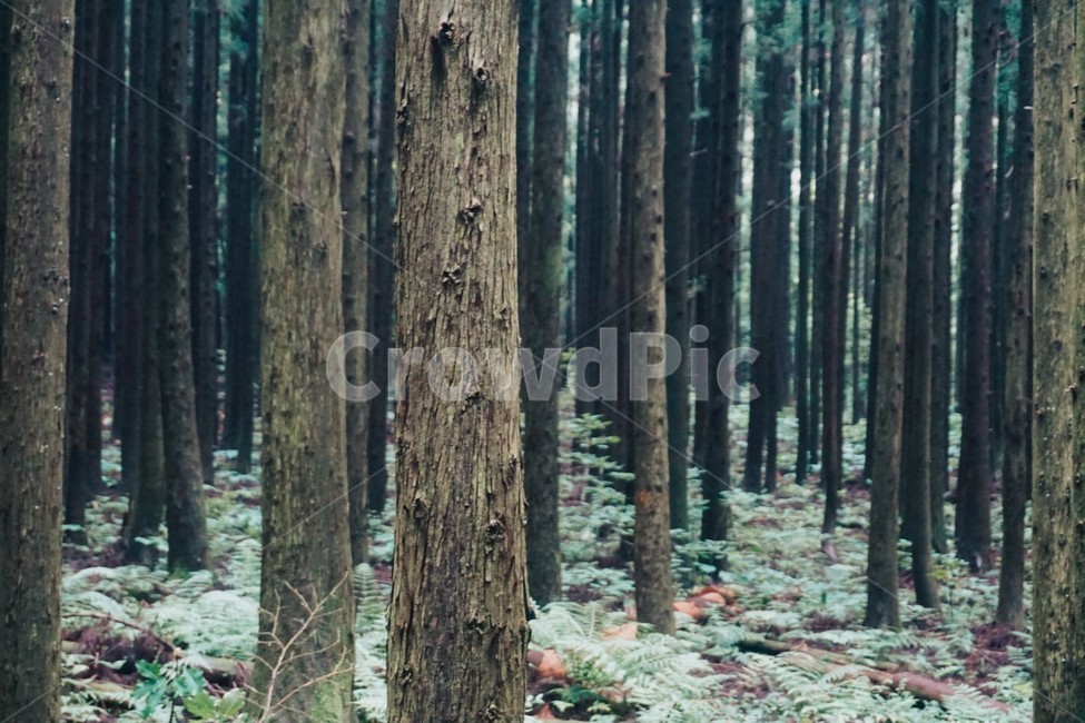 숲,숲길,풍경,자연,제주도,감성,자연,풍경,nature,landscape,제주도,jeju,jeju island,감성,sensible,feeling,tree,나무,plant,식물,vegetation,초목