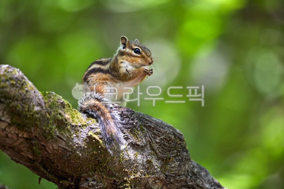 wildanimals,tree,treebrown,wild animals,brown,small animals,squirrel,mammals,spottedsquirrels,chipmunk,animal,wild beast,smallanimals,animals,brownmammals,wild,mammalia,squirrels