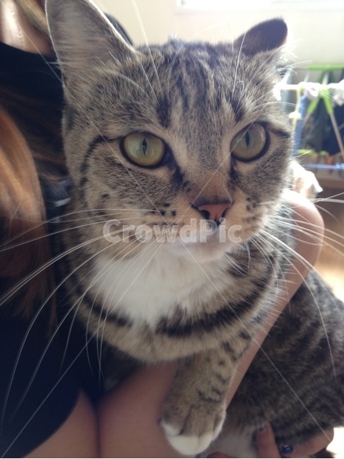 고양이,얼굴,동물,근접샷,수염