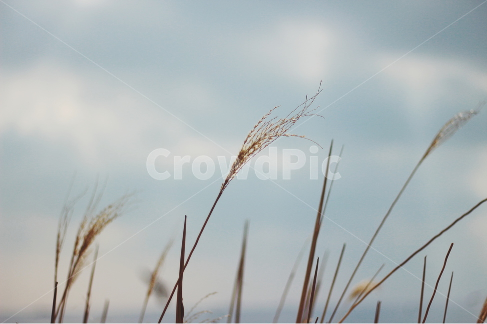 감성,갈대,하늘,풍경,가을,노을,해질녘,풀,갈대밭,자연,자연,풍경,nature,landscape,식물,plants,grass,잔디,plant,lawn