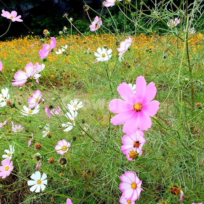 코스모스,꽃,flower,식물,blossom,가을,식물,자연,plants,nature,꽃,flower