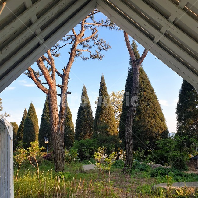 나무,자연,공원,하늘,tree,한적한,여유로운,풍경,봄,여름,계절,season,배경,식물,nature,정원,푸르른,숲