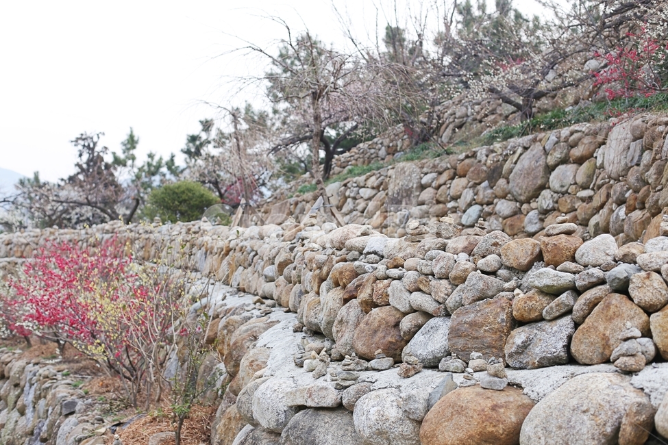 매화마을,매화꽃,매화축제,매화,꽃,flower,봄,계절,spring,season,자연,풍경,nature,landscape,rubble,파편,wall,벽