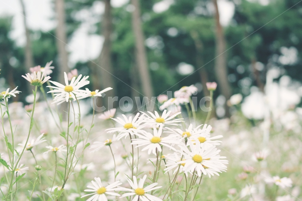 구절초,꽃,flower,감성,자연,nature,식물,자연,plants,nature,꽃,flower