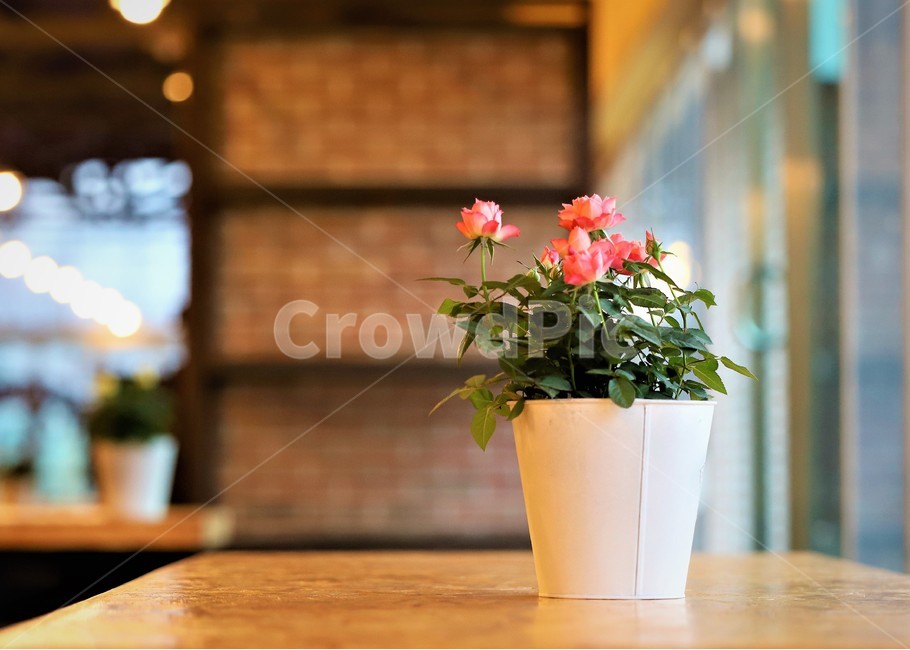 flowerpot,꽃,화분,감성,사랑,식물,자연,plants,nature,꽃,flower,실내용화초,화분,화초,house plant,인테리어,실내디자인,interior design