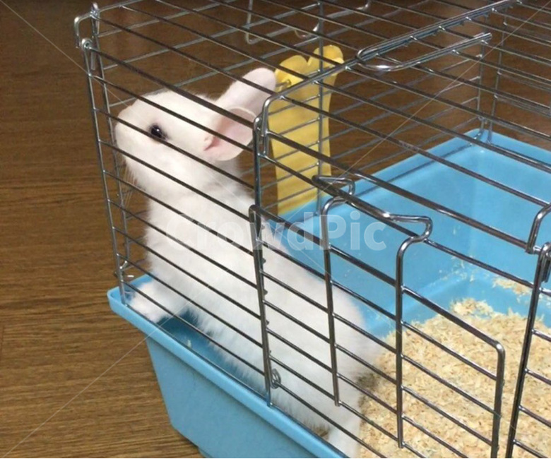 토끼,애완동물,동물,포유류,animal,rabbit,동물,animal,포유류,mammal