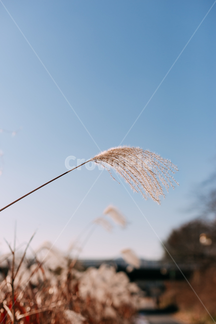 가을,억새,하늘,식물,자연,plants,fall,autumn,갈대,landscape,blue,nature,korea,배경화면,grass,잔디,plant,lawn,reed