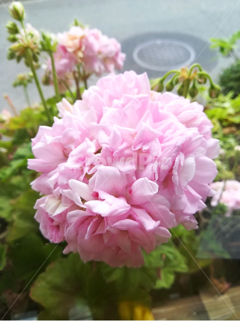 꽃,봄꽃,분홍꽃,flower,pinkflower