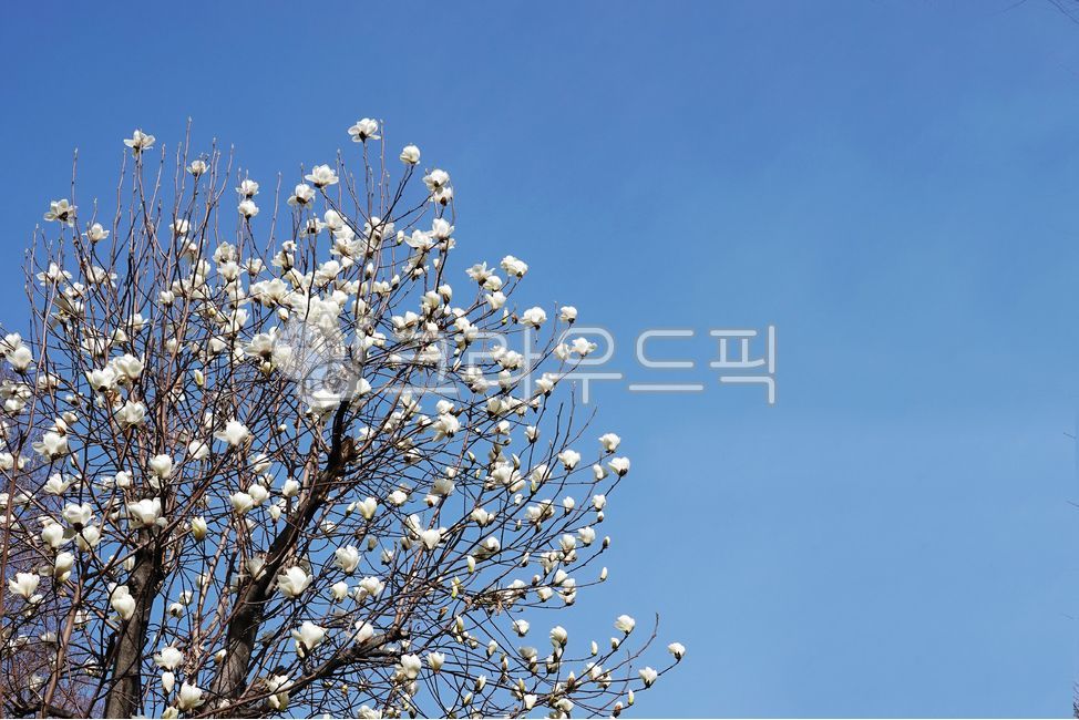 목련,목련꽃,백목련,백목련꽃,백그라운드,여백,봄,자연,환경,실외,봄꽃,꽃,하얀,하얀색,하얀꽃,식물,나무,나뭇가지,배경,탐스런,봉오리,꽃봉오리,하늘,파란하늘,흰꽃,백색,우아한,3월,magnolia,magnoliaflower,whitemagnolia,whitemagnoliaflower,copyspace,spring,nature,environment,outdoor,springflower,flower,whiteflower,plant,tree,twig,background,greedy,bud,buds,sky,bluesky,whiteflowers,white,elegant,march