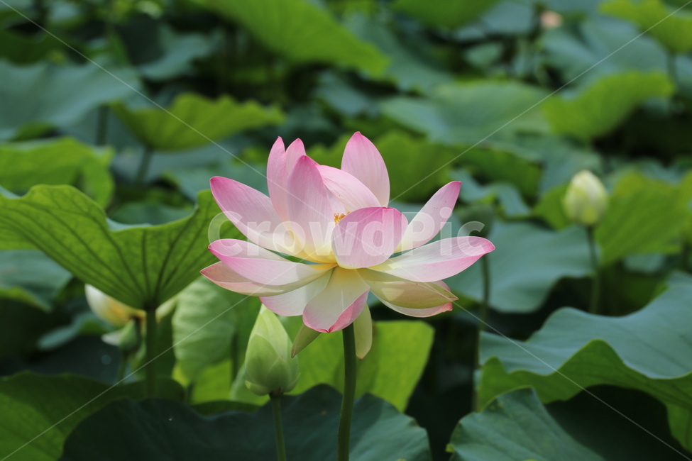 분홍연꽃,연화,연꽃,연꽃사진,꽃,식물,자연,plants,nature,꽃,flower