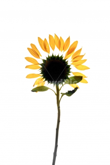 꽃,누끼,flower,실루엣,silhouette,식물,자연,plants,nature,꽃,flower,누끼,remove background