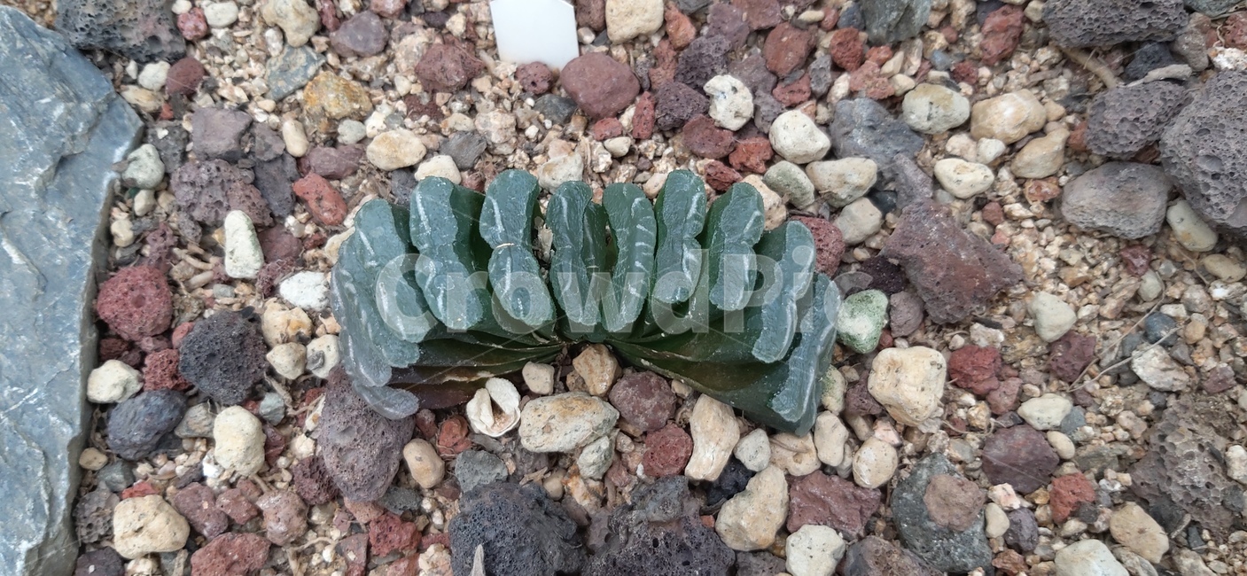 식물,자연,다욕이,화분,선인장