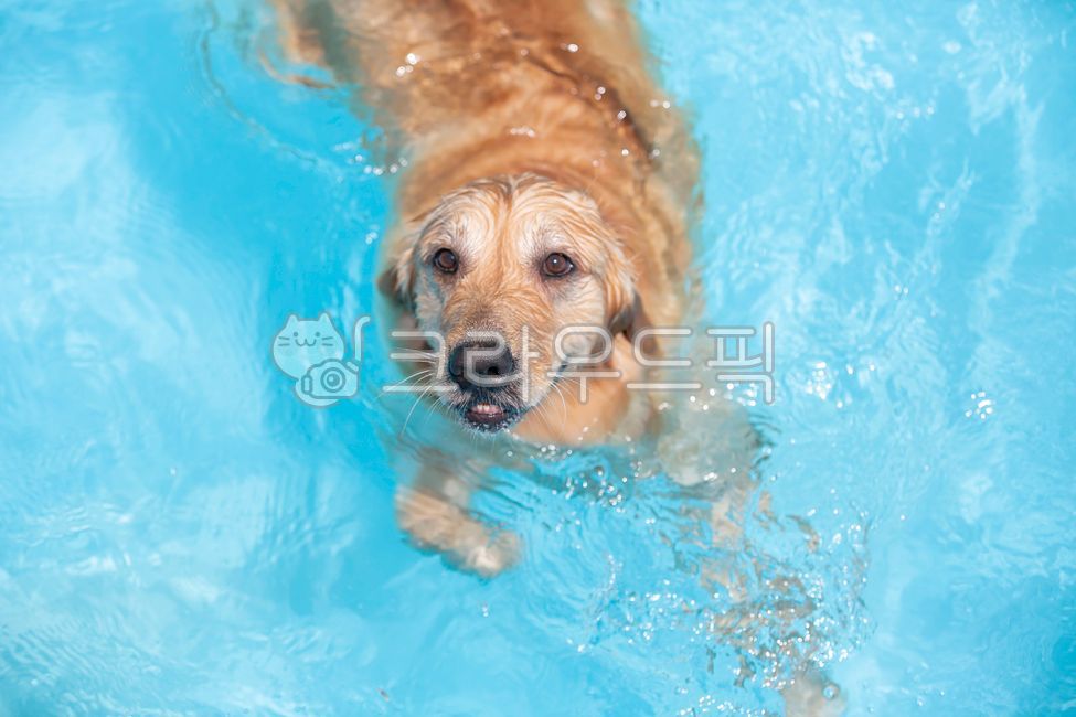 goldenretriever,골든리트리버,pet,swimmingpool,water,animal,pool,수영장,물놀이,수영