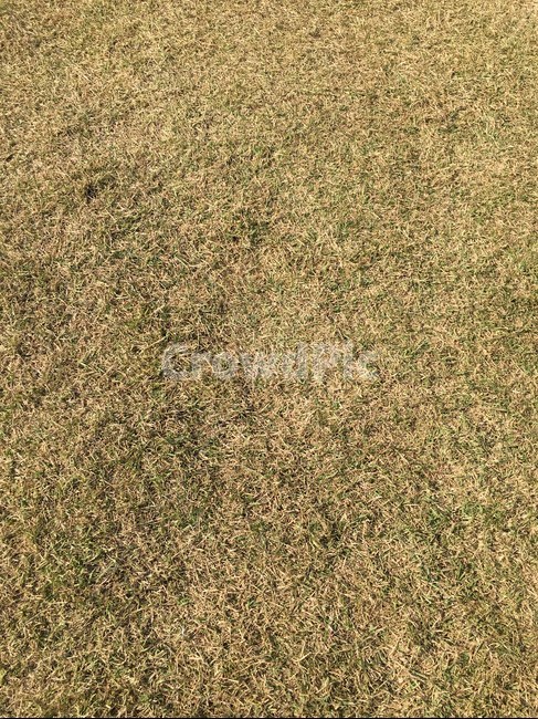 ground,바닥,자디,들판,땅