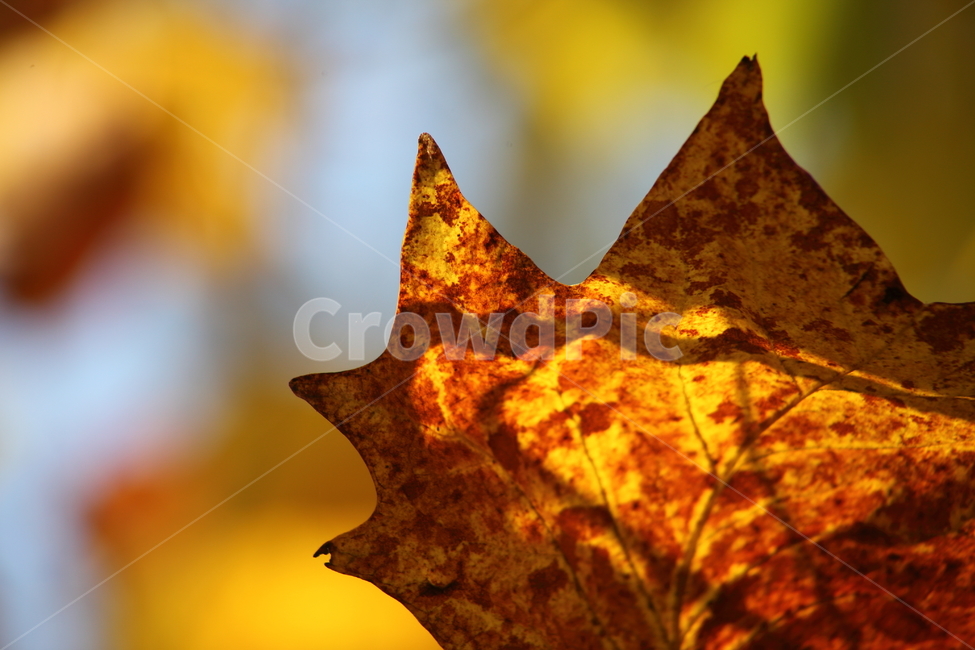단풍,잎,가을,redleaves,leaf,가을,계절,fall,autumn,season,plant,식물,tree,나무