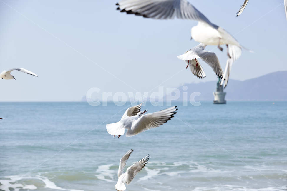 부산바다,갈매기,부산갈매기,갈매기떼,비상,동물,animal,조류,새,birds