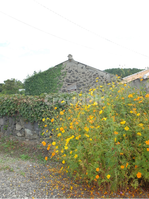 시골풍경,돌담,꽃,봄,전원주택,식물,자연,plants,nature,꽃,flower