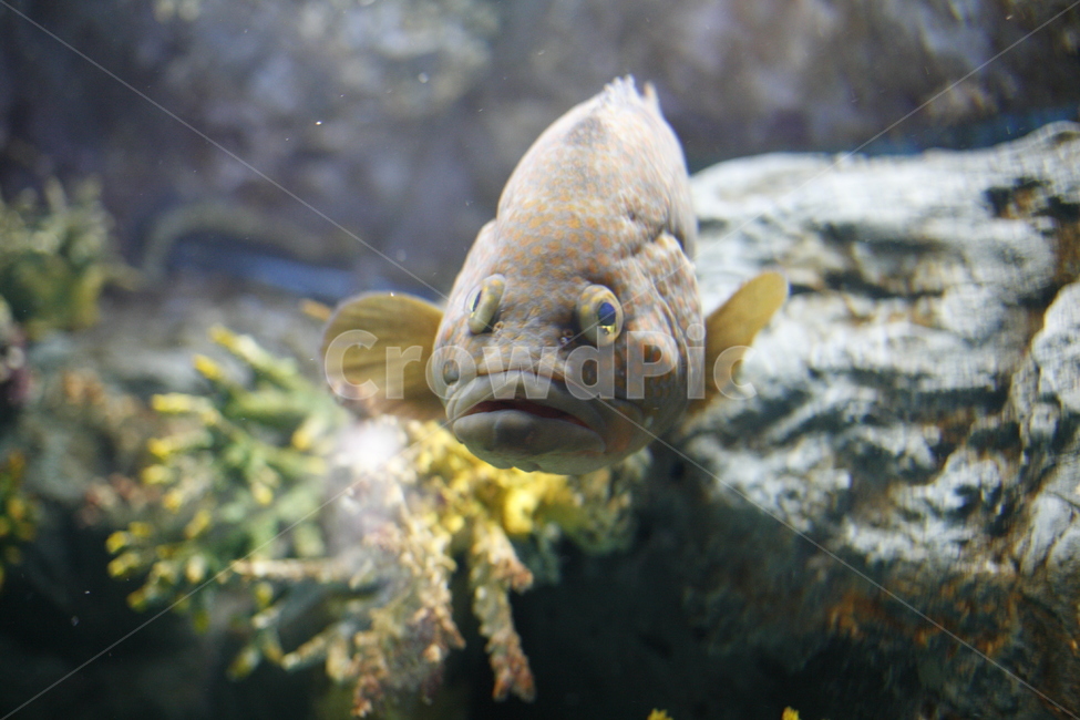 fish,물고기,animal,동물,물,water
