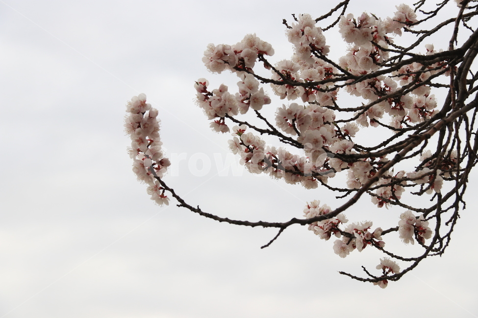plant,flower,cherryblossom,blossom,꽃,벚꽃,식물,자연,봄,식물,자연,plants,nature,꽃,flower