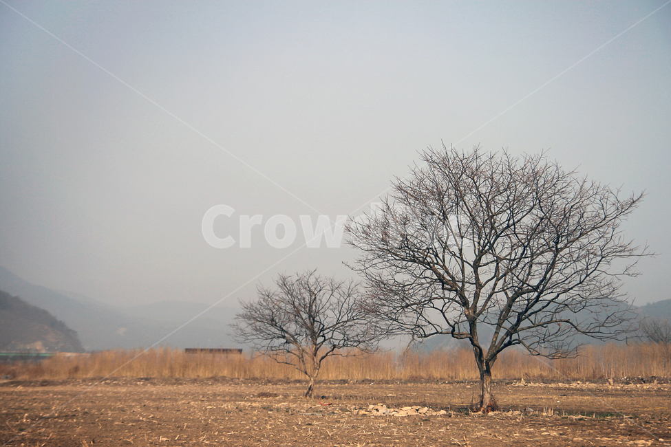 나무,마른나무,겨울나무,들판,황랑한나무,tree,가지만있는나무,자연,풍경,nature,landscape