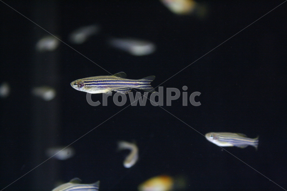 물고기,줄무늬물고기,제브라,작은물고기,열대어,동물,animal,어류,물고기,fish