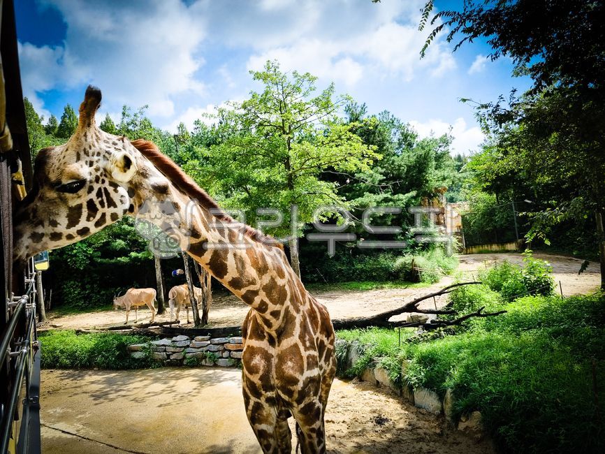 동물,zoo,동물원,기린,에버랜드,소풍,사파리,목이긴기린배고픈기린giraffe