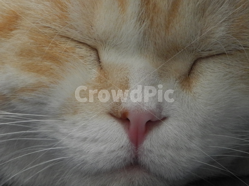 pet,고양이,cat,반려동물,애완동물,동물,animal,포유류,mammal,고양이,cat,kitten,kitty
