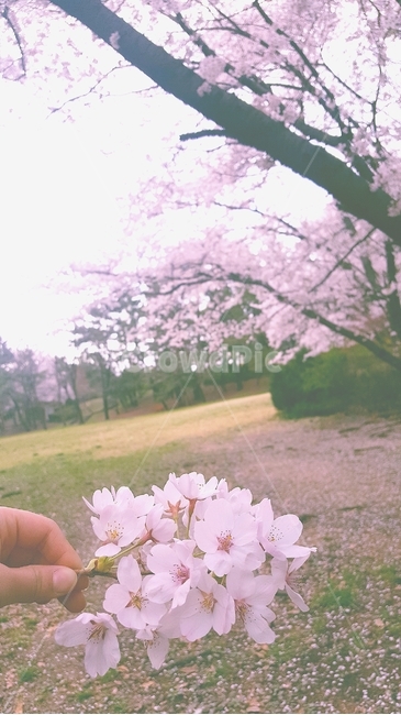벚꽃,벚꽃나무,3월,봄,벚꽃엔딩,spring,flower,march