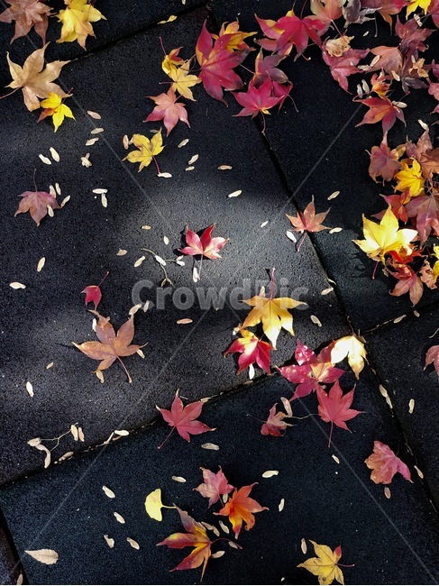 단풍,leaf,잎,plant,식물,tree,나무
