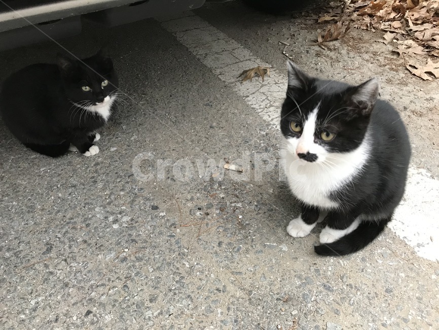 고양이,동물,manx,cat,animal,pet,맨섬사람