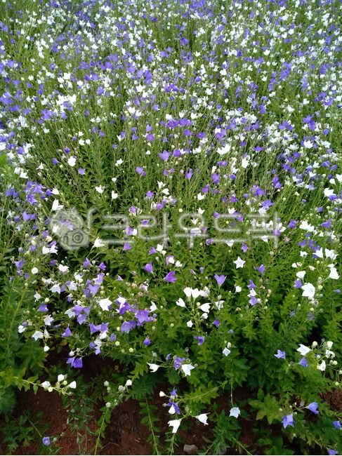 도라지꽃,도라지재배,도라지농사,농자물,약용식물,약초