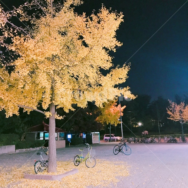 은행나무,밤,배경,여름,풍경
